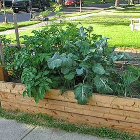 Front Yard Gardening Image